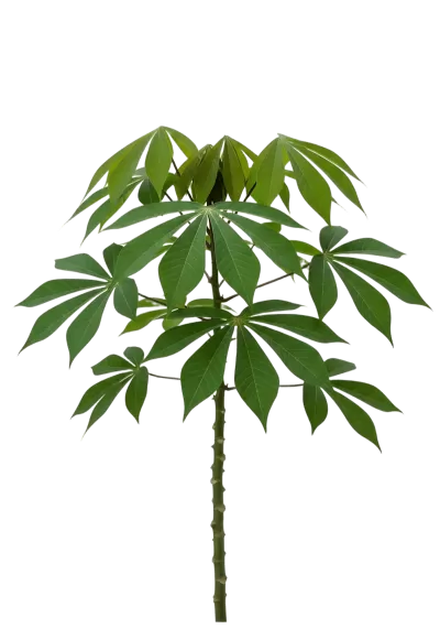 Imagen PNG para descargar